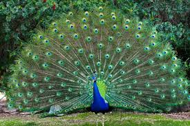 Dancing Peacock