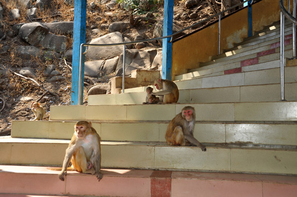 Monkeys on the Steps